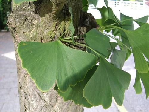 Verdens planter (Plants of the world)